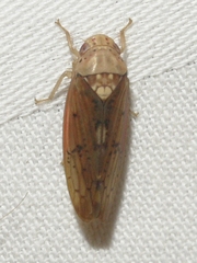 Ponana quadralaba