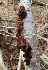 Phaeotremella frondosa