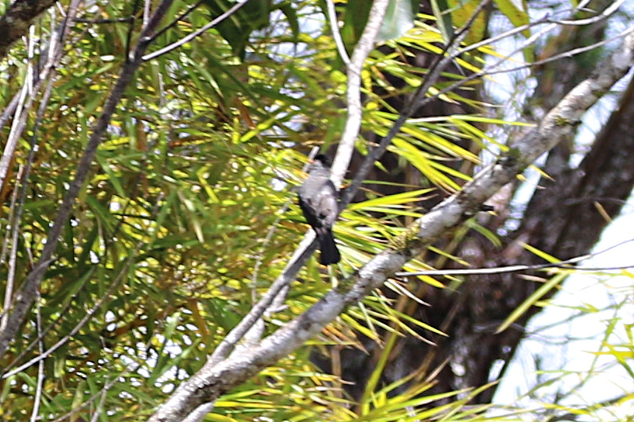 Malagasy Bulbul