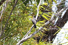 Hypsipetes madagascariensis