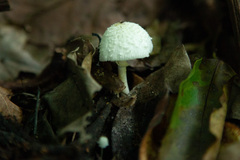 Leucocoprinus