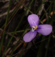 Patersonia occidentalis