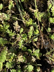 Leptinella squalida