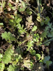 Leptinella squalida