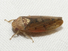 Ponana quadralaba