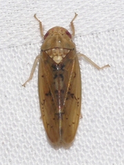 Ponana quadralaba
