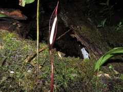 Anthurium caramantae
