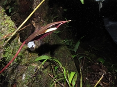 Anthurium caramantae