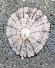 Cellana radians
