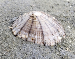 Cellana radians