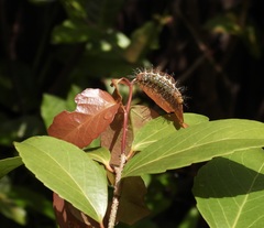 Cupha prosope