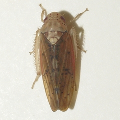 Ponana quadralaba