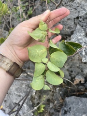 Phyllanthus botryanthus