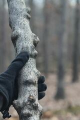 Chionanthus virginicus