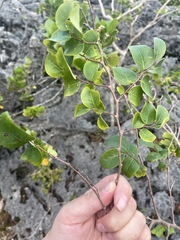 Phyllanthus botryanthus