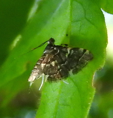 Anageshna primordialis