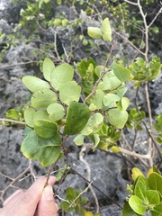 Phyllanthus botryanthus