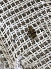 Fulgoridae