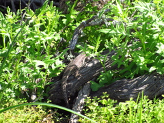 Liolaemus zapallarensis