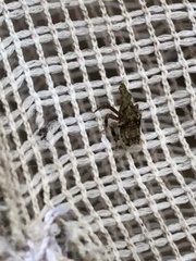 Fulgoridae