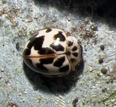 Psyllobora borealis