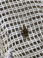 Fulgoridae