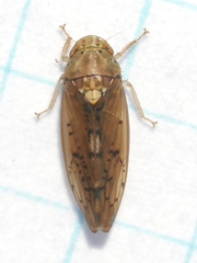 Ponana quadralaba