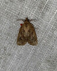 Platynota idaeusalis