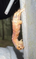 Sabulodes