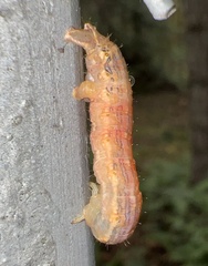 Sabulodes