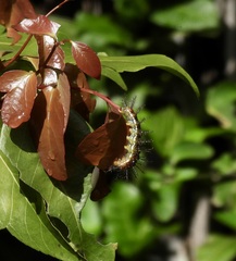 Cupha prosope