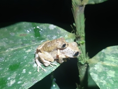 Pristimantis ockendeni
