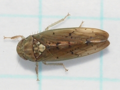 Ponana quadralaba