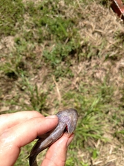 Aphredoderus sayanus
