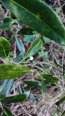 Cartrema americana