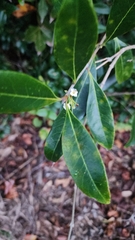 Cartrema americana