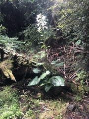 Cardiocrinum giganteum