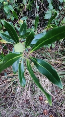 Cartrema americana