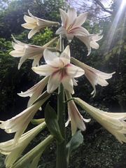 Cardiocrinum giganteum