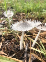 Lanatulae