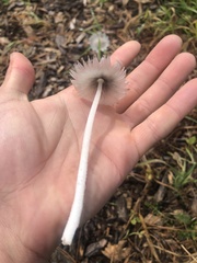 Lanatulae