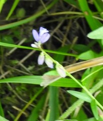 Polygala vulgaris