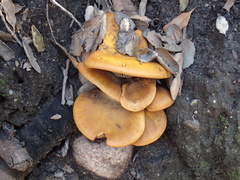 Omphalotus olivascens