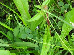 Polygala vulgaris