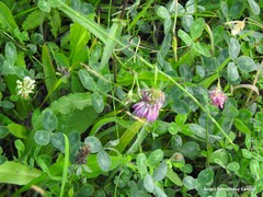 Trifolium repens