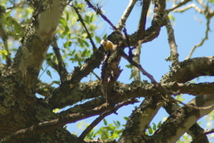 Melanerpes cactorum