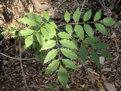 Fraxinus uhdei