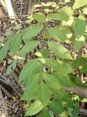 Fraxinus uhdei