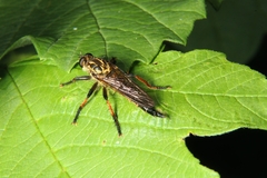 Neoitamus