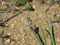 Lachnocephala vellosata